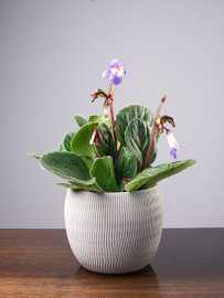 Skrętnik 'Purpelina'