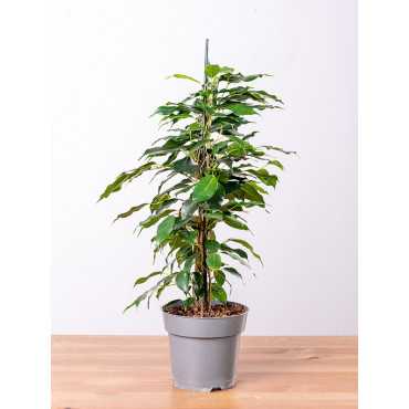 Fikus 'Danielle'