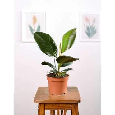Fikus 'Robusta'
