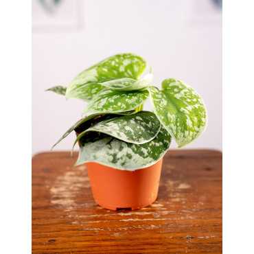 Scindapsus 'Silvery Ann'