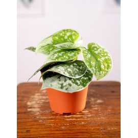 Scindapsus 'Silvery Ann'