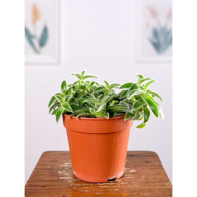 Trzykrotka - Kocie Uszy