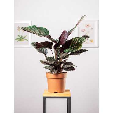 Kalatea 'Sanderiana'