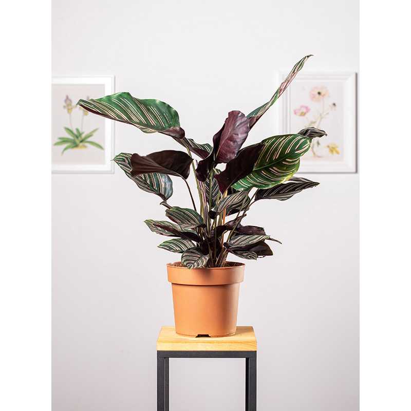 Kalatea 'Sanderiana'