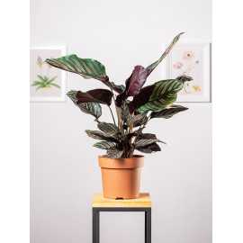 Kalatea 'Sanderiana'