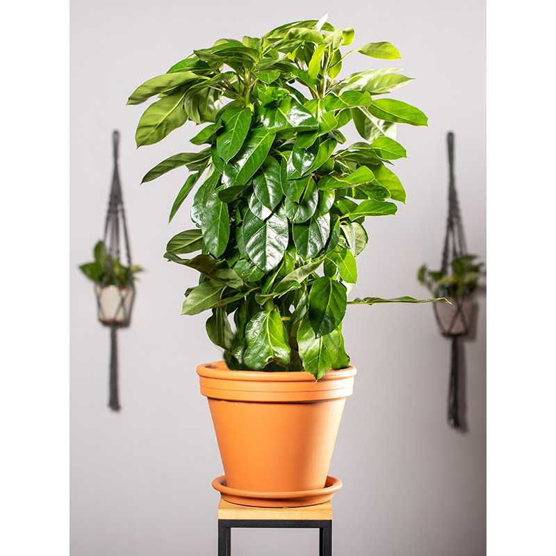 Szeflera 'Paradise'