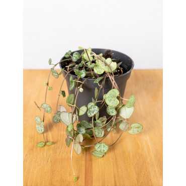 Ceropegia woodi