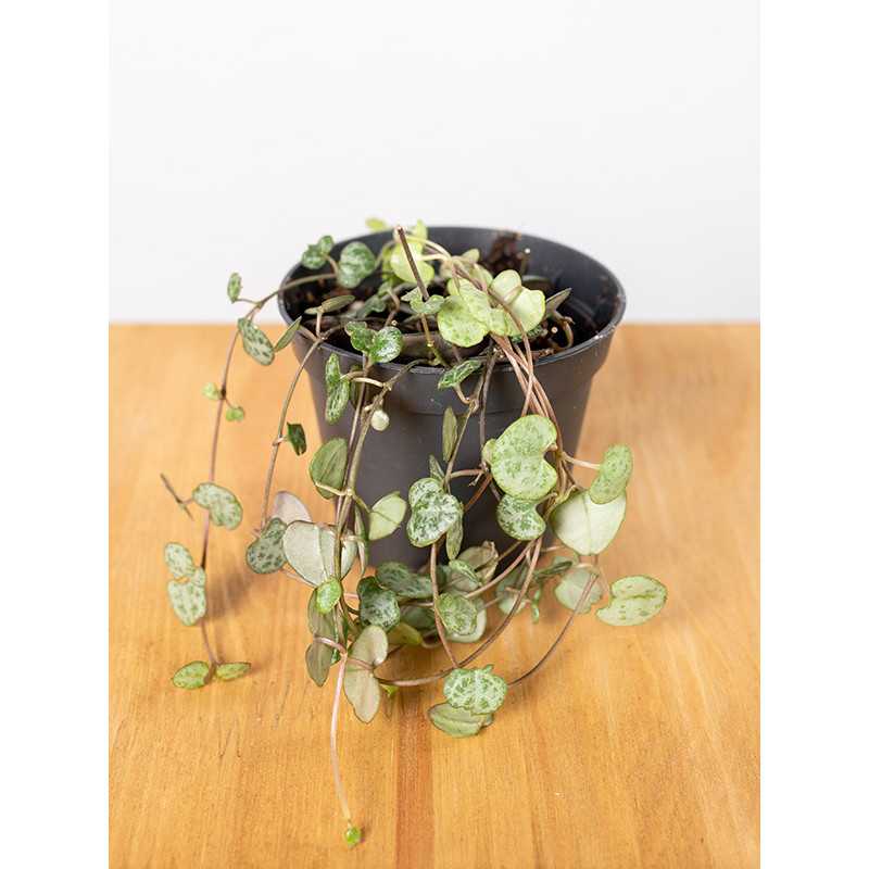 Ceropegia woodi