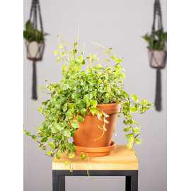 Fikus 'White Sunny'