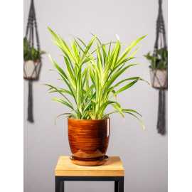 Cibora 'Green Gold'