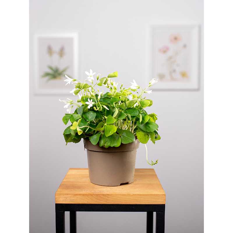 Szczawik trójkątny