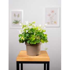 Szczawik trójkątny