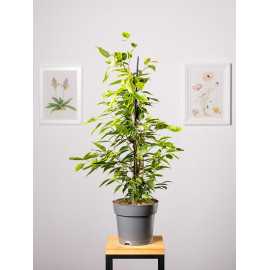Fikus 'Anastasia'