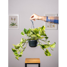 Epipremnum 'Marble Queen' | Wiszące