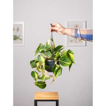 Filodendron 'Brasil' | Wiszący