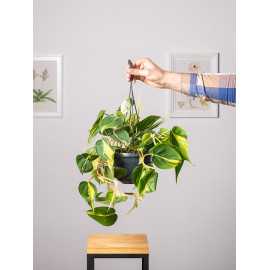 Filodendron 'Brasil' | Wiszący