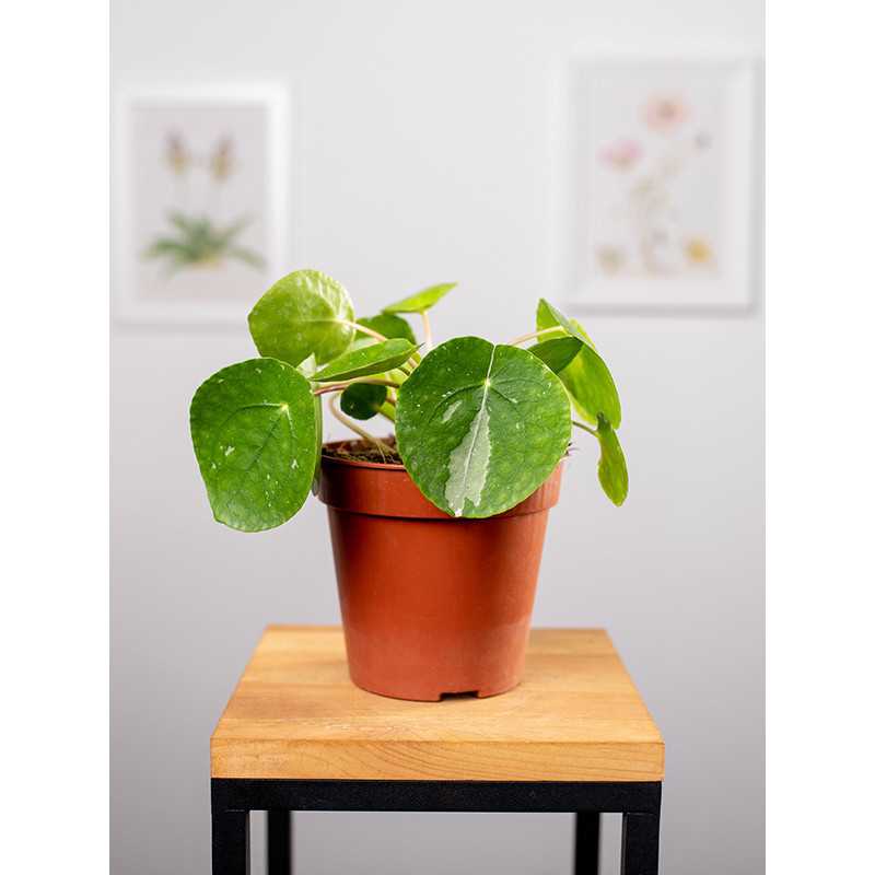 Pilea 'White Splash'