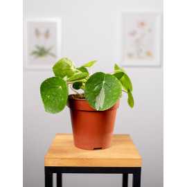 Pilea 'White Splash'