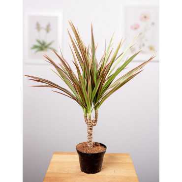 Dracena 'Bicolor' | 1 Pęd | Mała