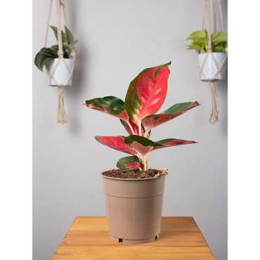 Aglaonema 'Red Star'