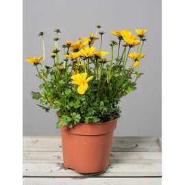 Bidens