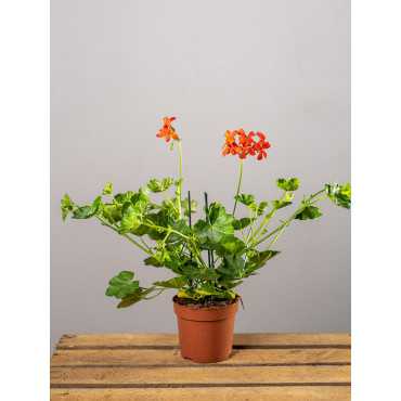 Pelargonia kaskadowa