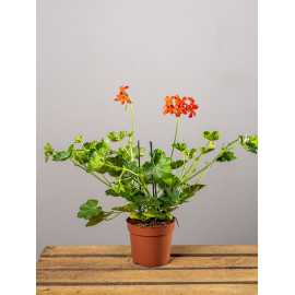 Pelargonia kaskadowa
