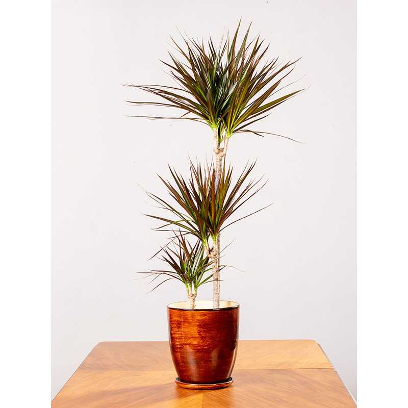 Dracena 'Magenta' | 3 pędy