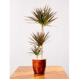 Dracena 'Magenta' | 3 pędy