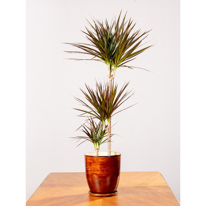 Dracena 'Magenta' | 3 pędy