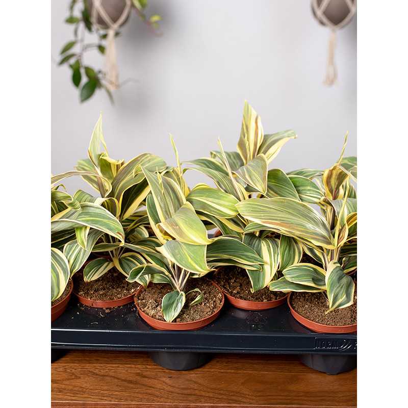 Kordylina 'Chocolate Queen'