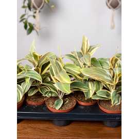 Kordylina 'Chocolate Queen'