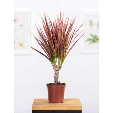 Dracena 'Colorama' | 1 Pęd