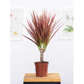 Dracena 'Colorama' | 1 Pęd