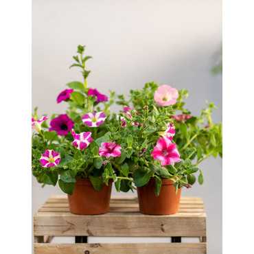 Surfinia MIX kolorów