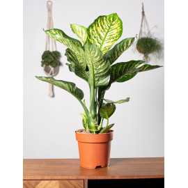 Difenbachia 'Maroba'