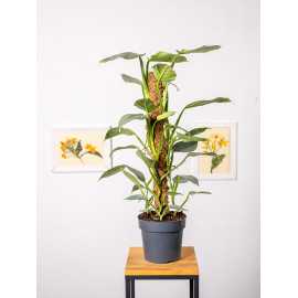 Filodendron 'Silver Queen' na pniu