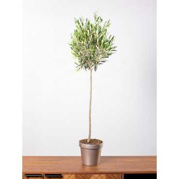 Oliwka europejska na pniu | Duża