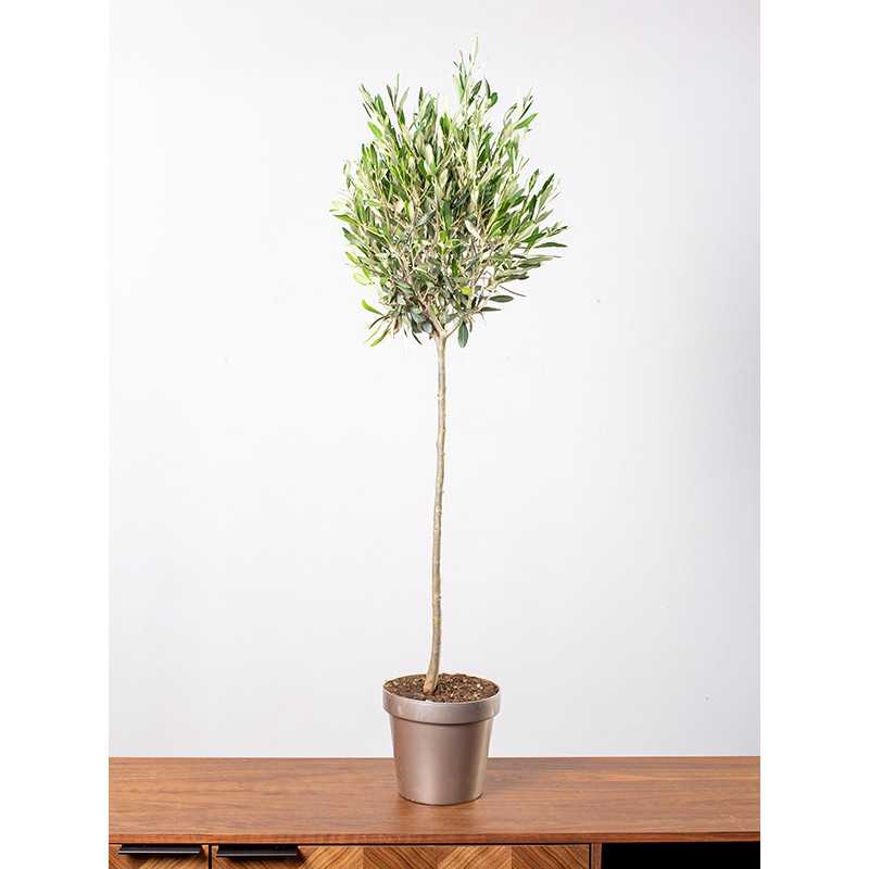 Oliwka europejska na pniu | Duża