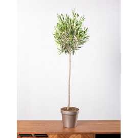 Oliwka europejska na pniu | Duża