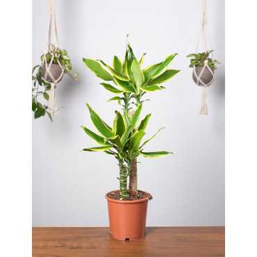 Dracena 'Golden Coast' Dracena 'Golden Coast'