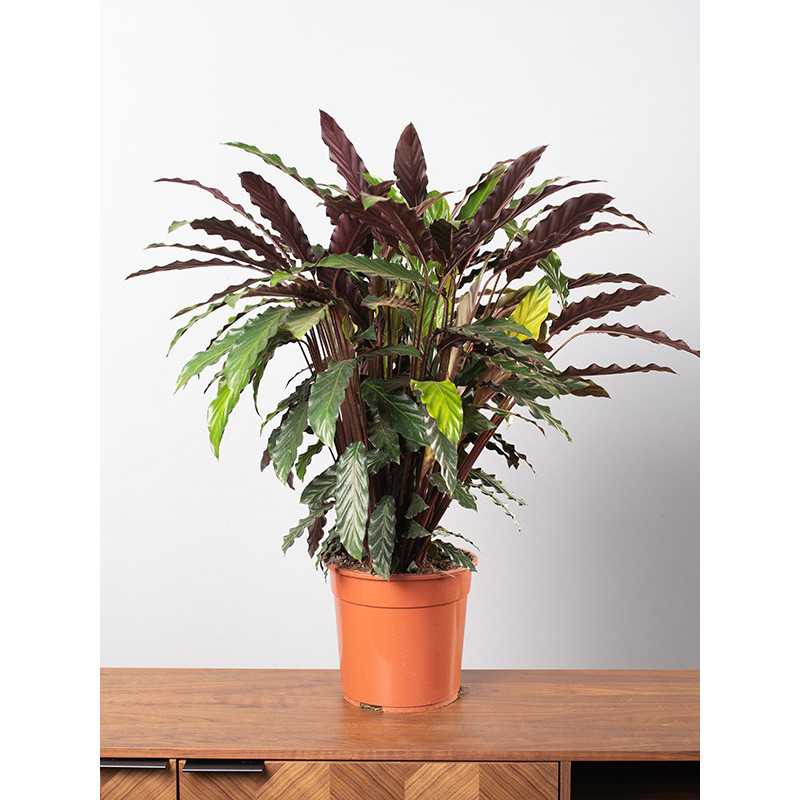 Kalatea 'Wavestar'