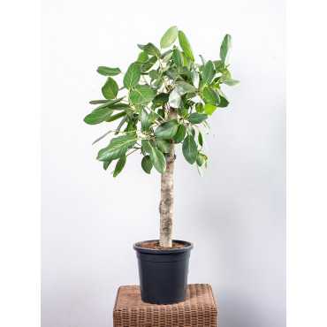 Fikus 'Audrey' na pniu