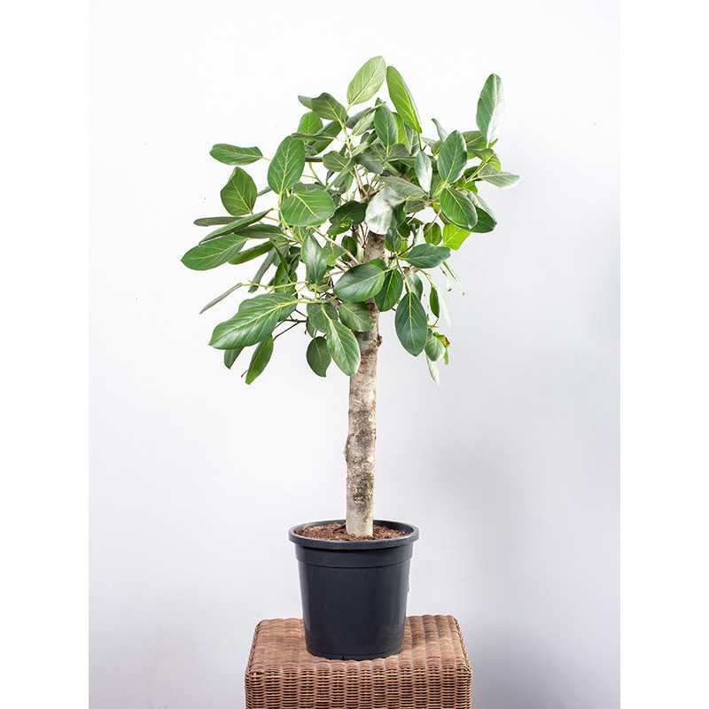 Fikus 'Audrey' na pniu