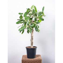 Fikus 'Audrey' na pniu