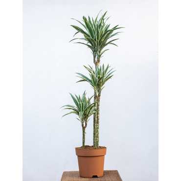 Dracena 'White Stripe'