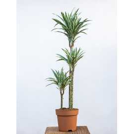 Dracena 'White Stripe'