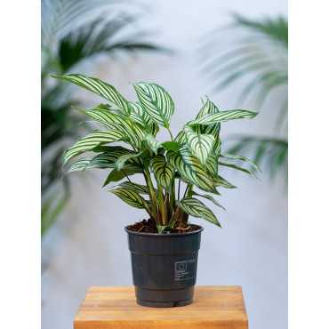 Kalatea 'Vittata'