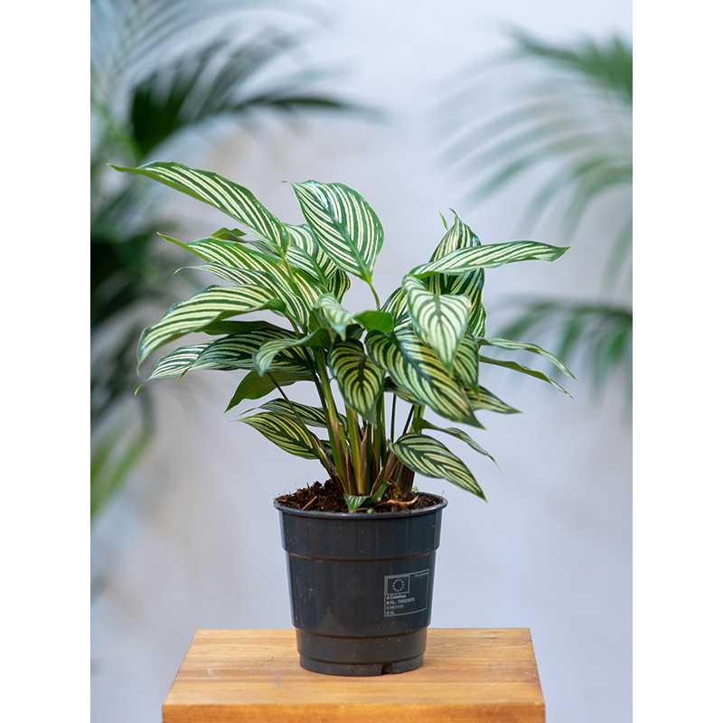 Kalatea 'Vittata'