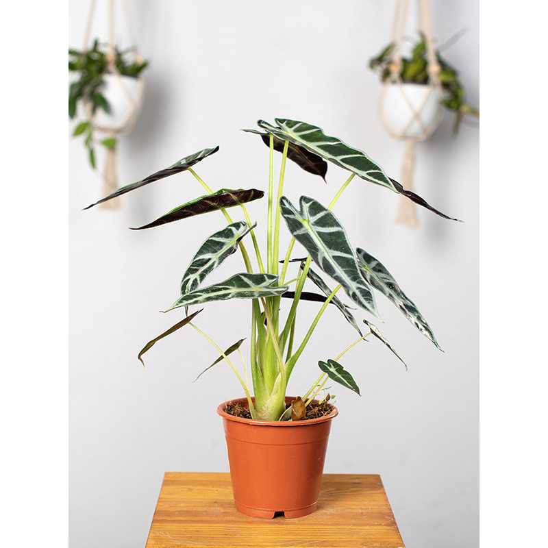 Alokazja 'Bambino Arrow'